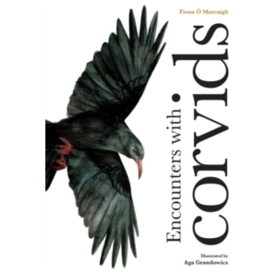 encounters with corvids
